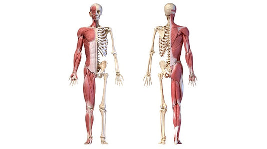 Homan musculoskeletal system showing muscles and bones