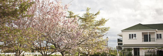 Bushmere Arms building and tree in blossom near Gisborne, NZ